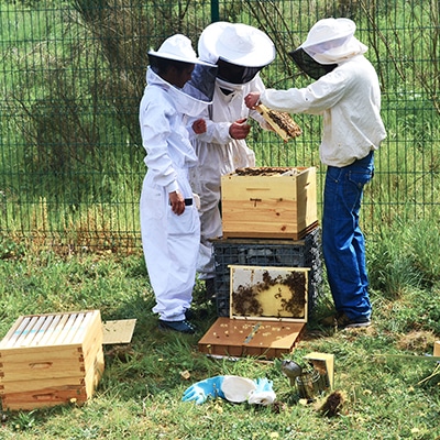 ruches-site-bonnaire-traiteur